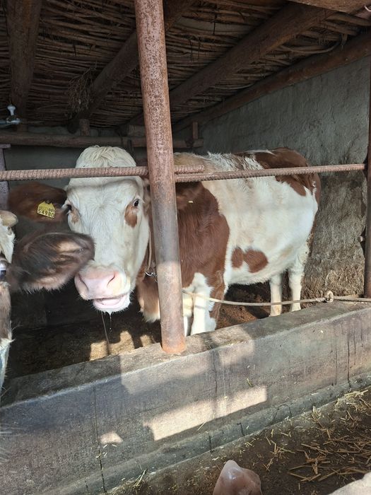 Bitta buqa bitta hunajin sotiladi semental