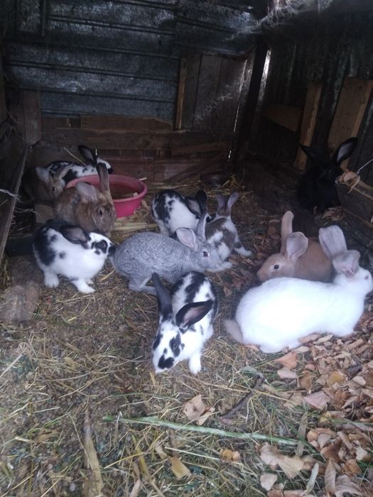 Uriași german și alte rase!