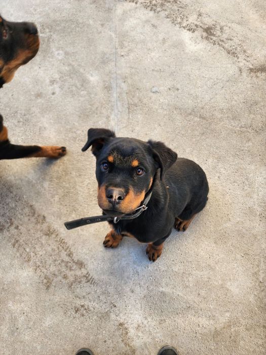 Ротвейлер Продаются щенки ротвейлера