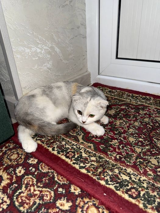 Продаётся скотиш фолд