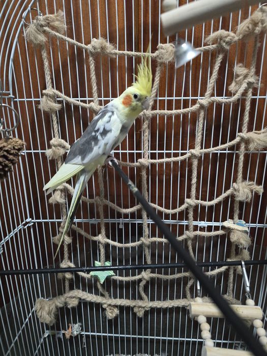 Nimfa blândă crescuta la seringa