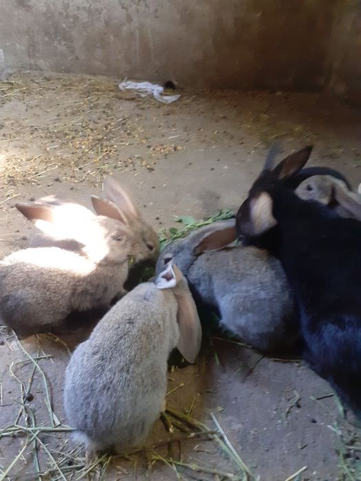 Vand pui iepuri.