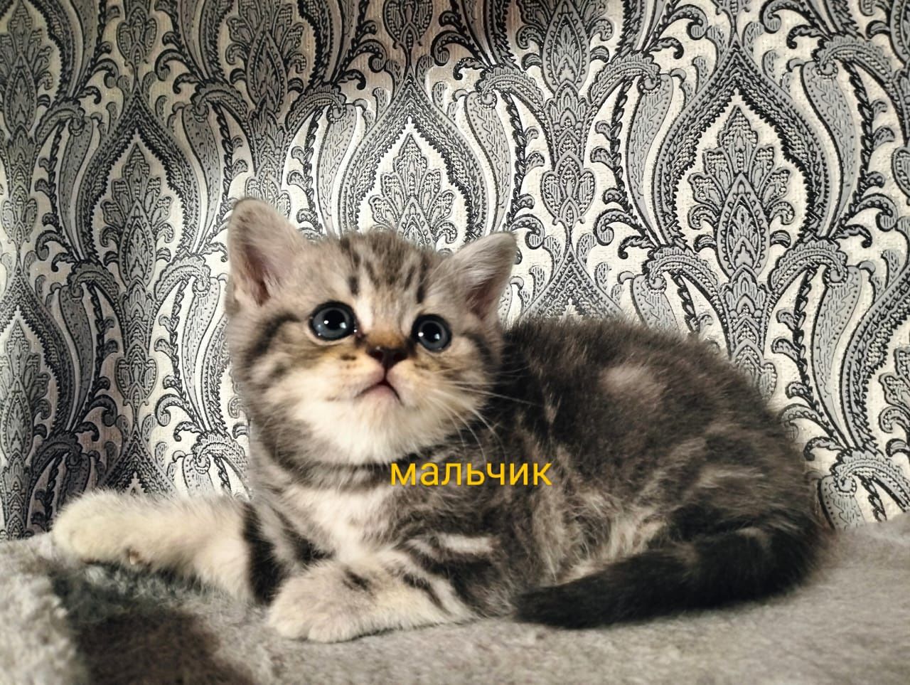 Продаётся шикарный мишка