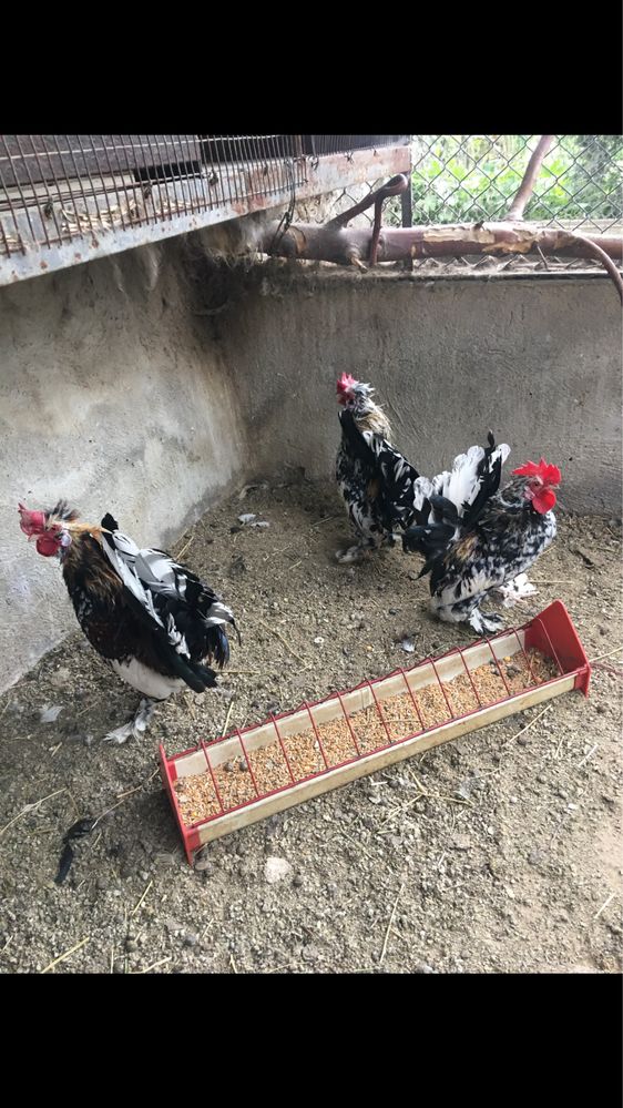 Продавам петлета  и ярки джинки