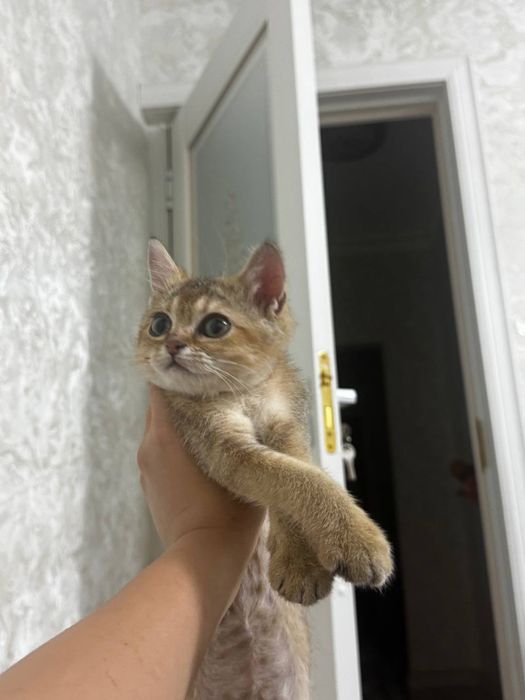 ‼️‼️‼️‼️ПРОПАЛ КОТИК ‼️‼️‼️‼️‼️ Просим всех кто видел связаться с нами