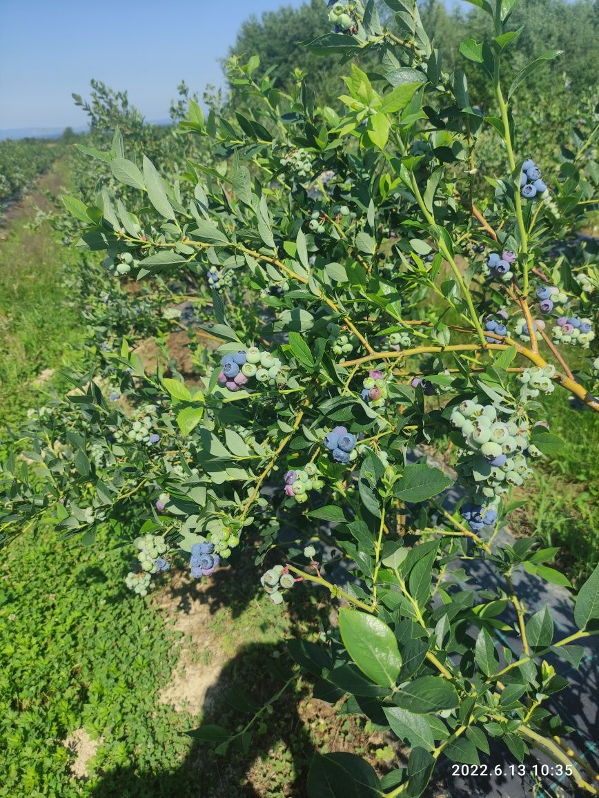 Puieti afin Reka butași