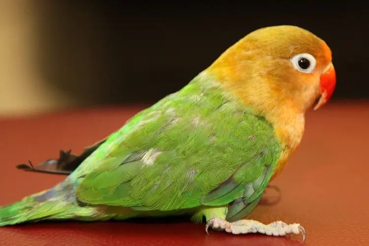 Попугай неразлучники