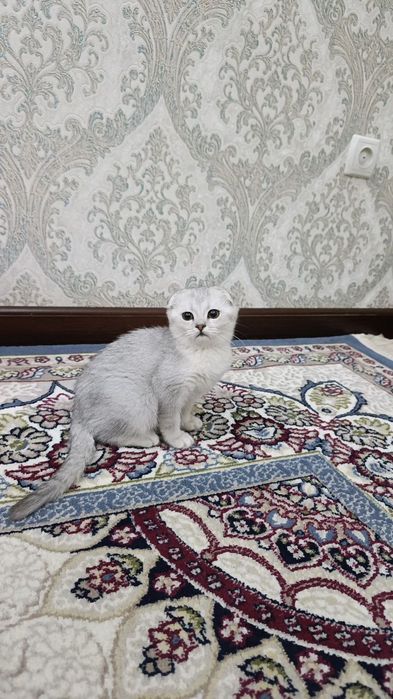 Shinshilla bollari sotuvda