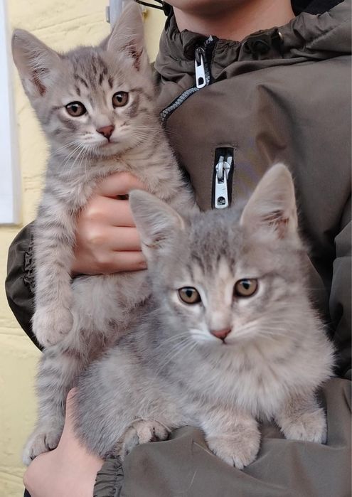 Отдам бесплатно кошечек 2 месяца
