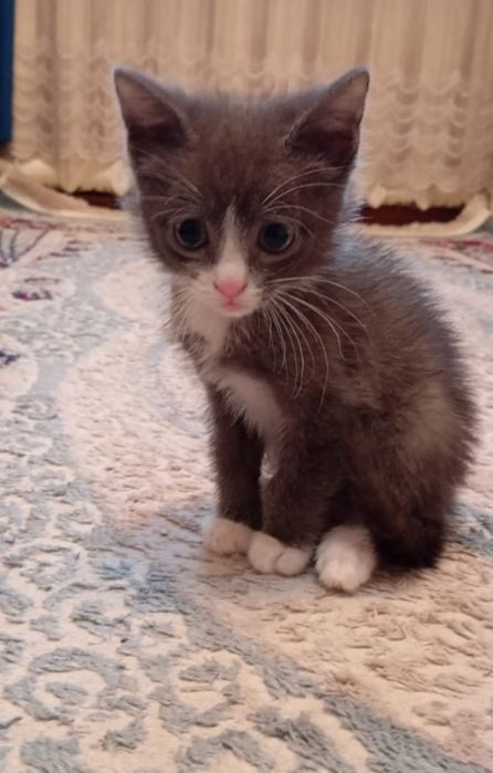 Котята ищут добрые ручки