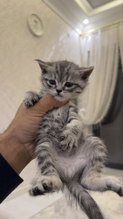 Продаем котят 3 фолд 2 страйт шотландцы