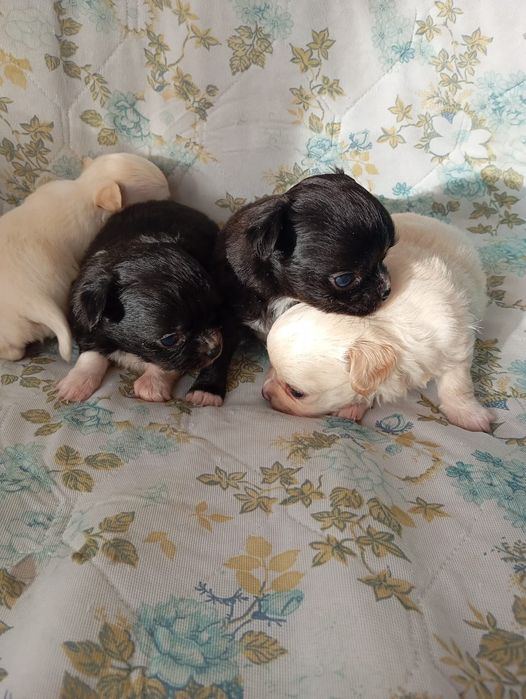 Щенки чихуахуа в продаже