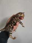Un mic leopard pentru casa ta! Bengal bengale