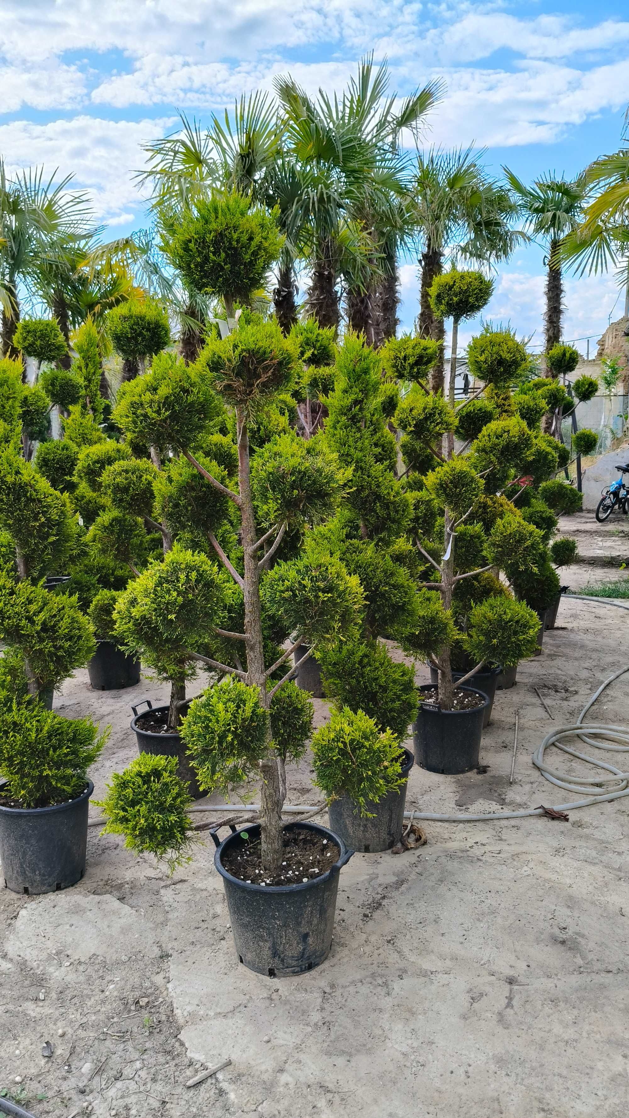 Chiparos (Cupressus) forme Spirala Pon Pon la ghiveci diverse culori