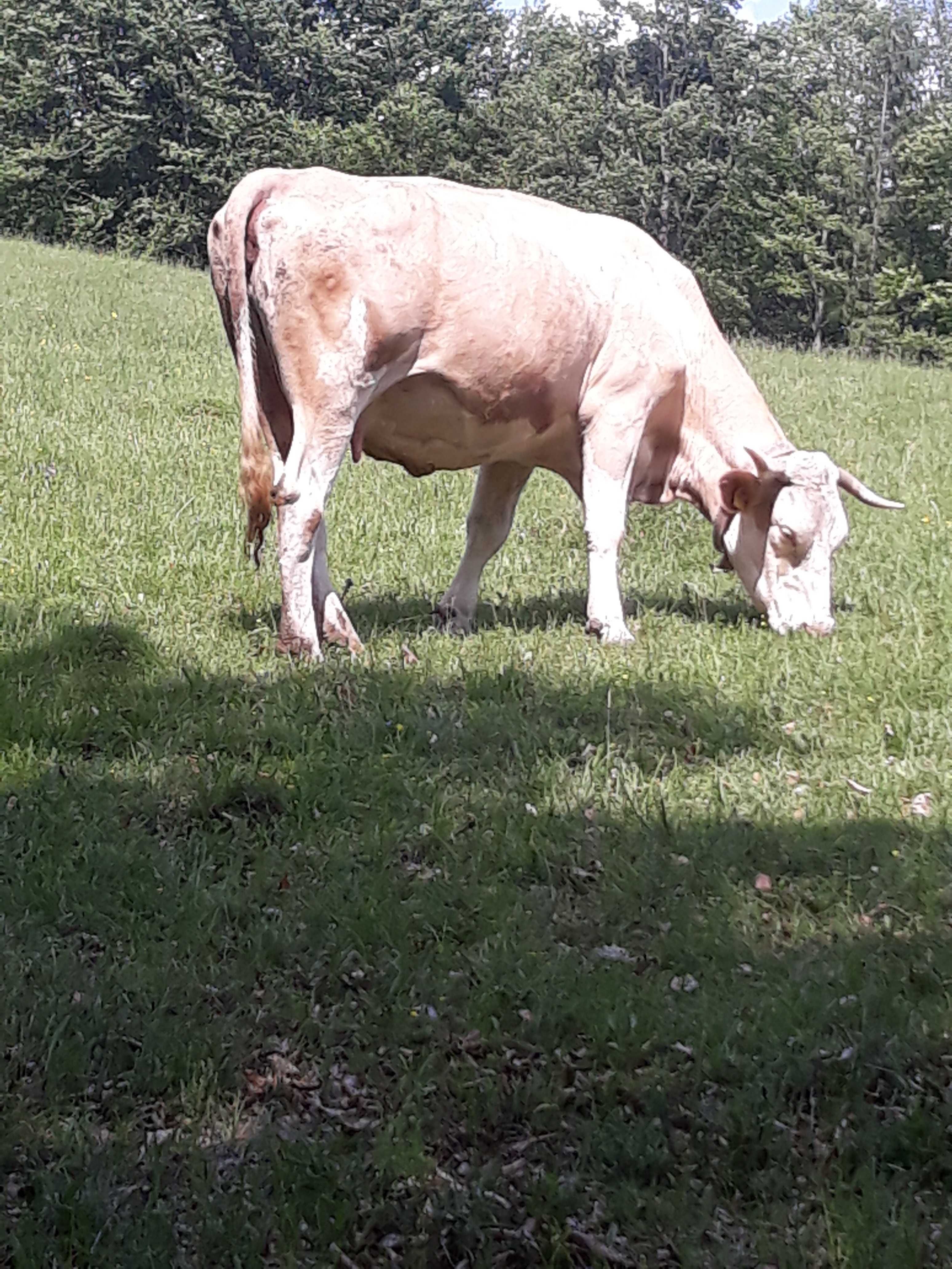Vacă de  vanzare