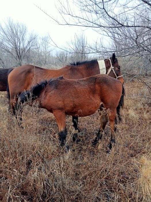 Сауынды бие екі құлындаған жабағысымен бірге сатылады  850000тг