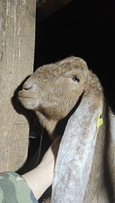 Козел камори-шами на покрытие