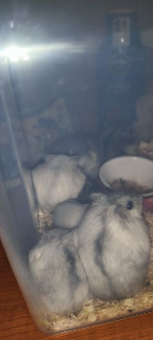 Donez hamsterii pitici