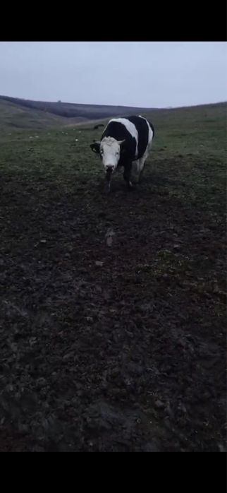 Vand taur pentru monta