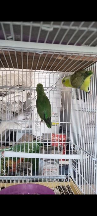 Papagal 2 pereche Forpus