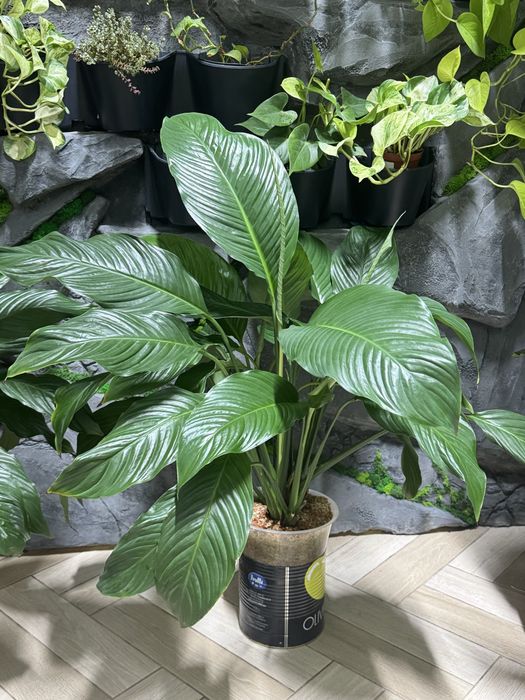 Спатифилум сенсация продам