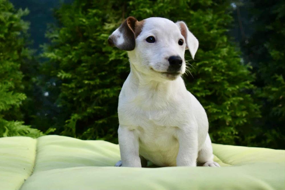 Джак ръсел териер