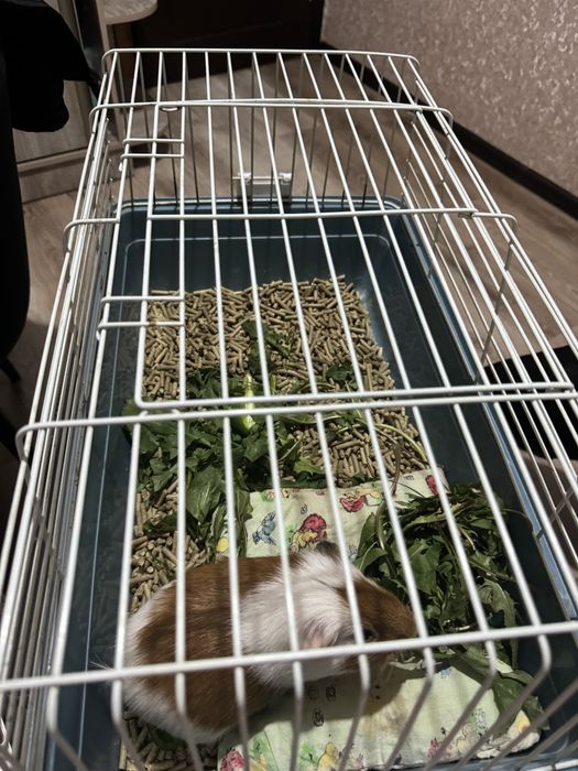 Морская свинка в ответственные руки