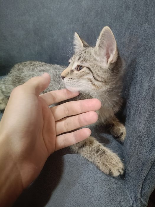 Отдается в хорошие руки Кот