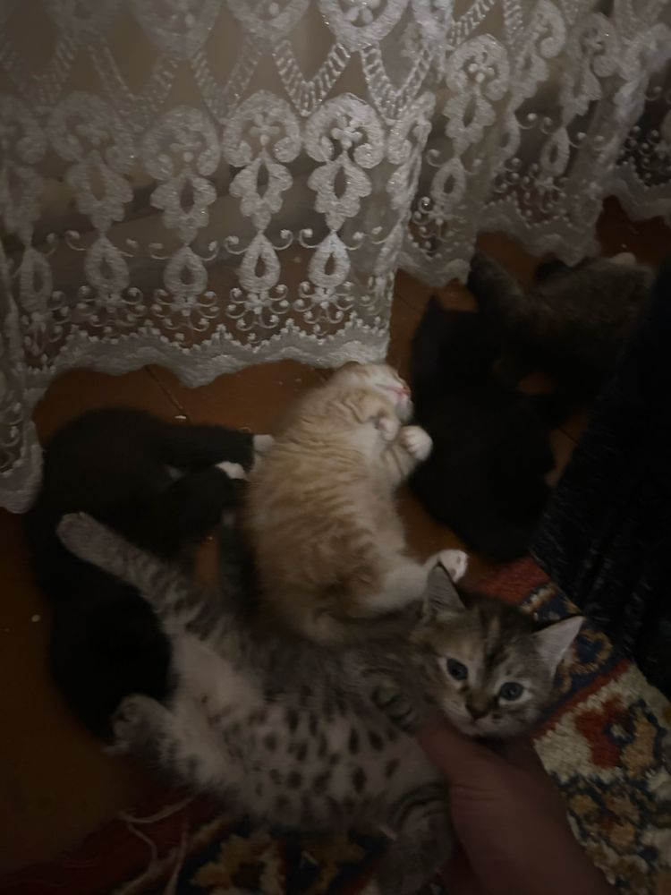 Котята ищут новый дом