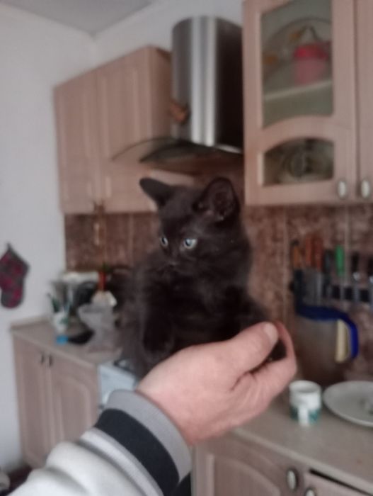 Котята бесплатно кот и кошечка.