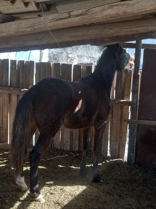 Екі жасар семіз жылқы