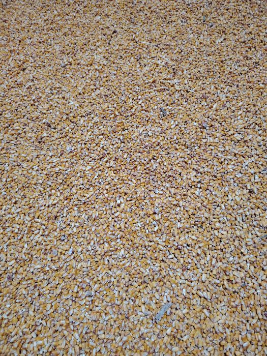 Vând porumb recolta 2025