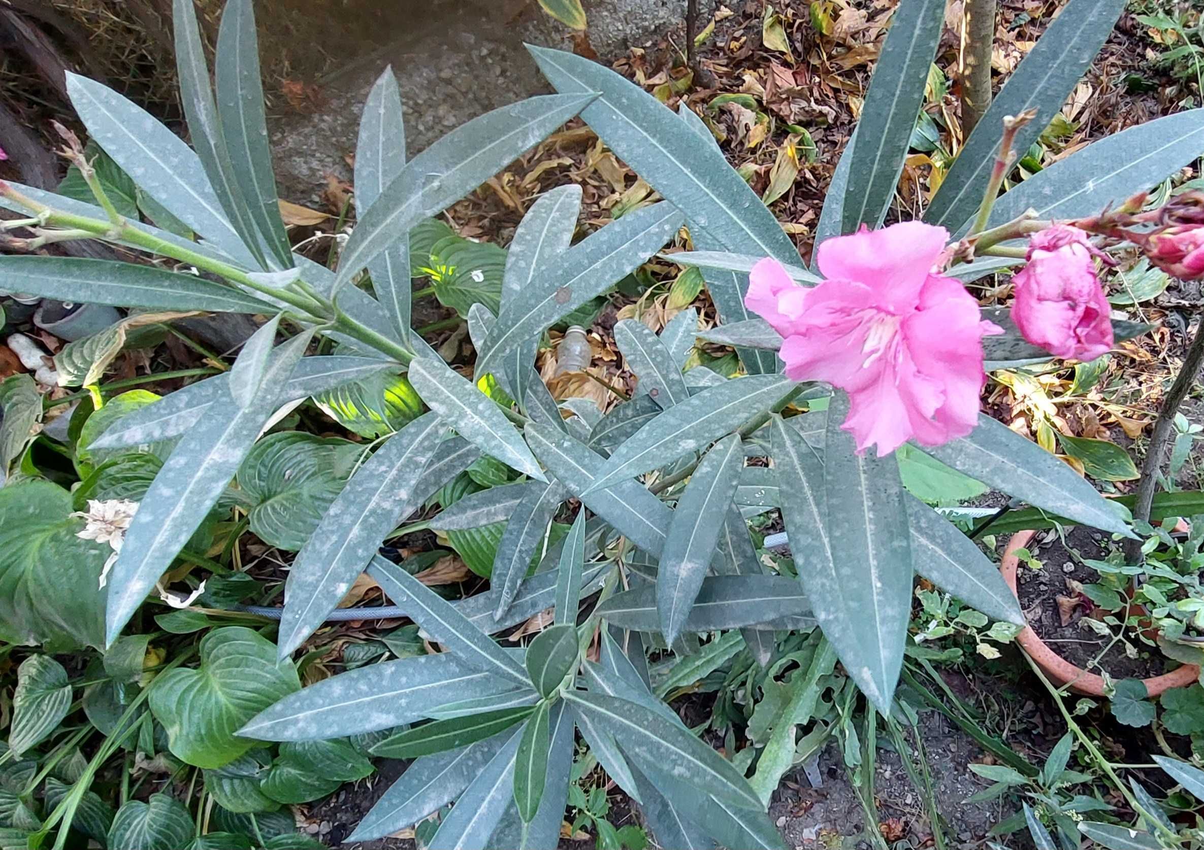 Vand Aspidistra Elatior , Pana Cocosului + alte plante