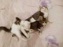 Отдам котят в добрые руки. Котята здоровые, игривые, приучены к лотку.
