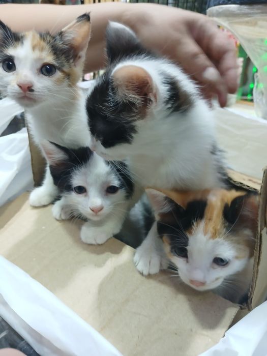 Котята даром в хорошие руки