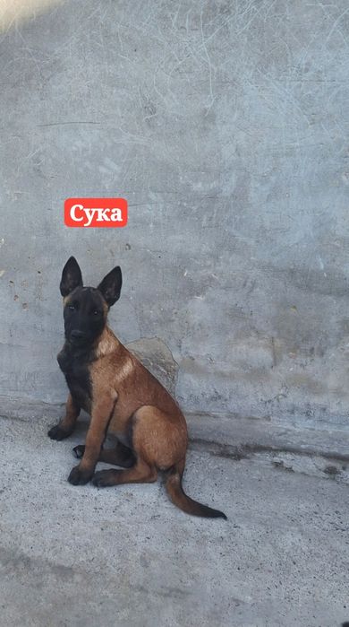 Продаются чистопородные щенки Малинуа