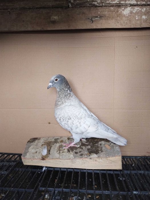 Porumbei reduced și Dominant Opal  de vânzare