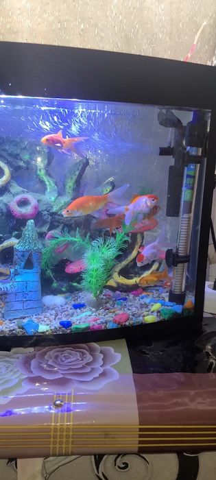 Akvarium baliqlari bilan sotiladi