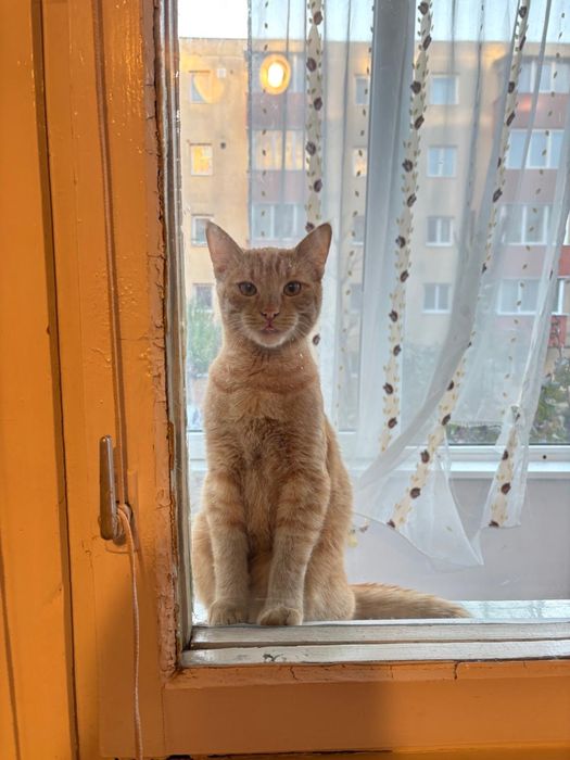 Donez motan portocaliu castrat