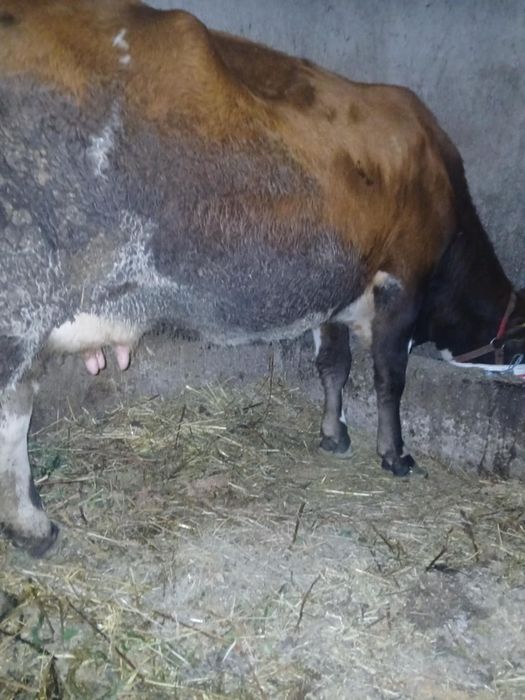 Vând vaca de 5 ani gestanta de 6 luni