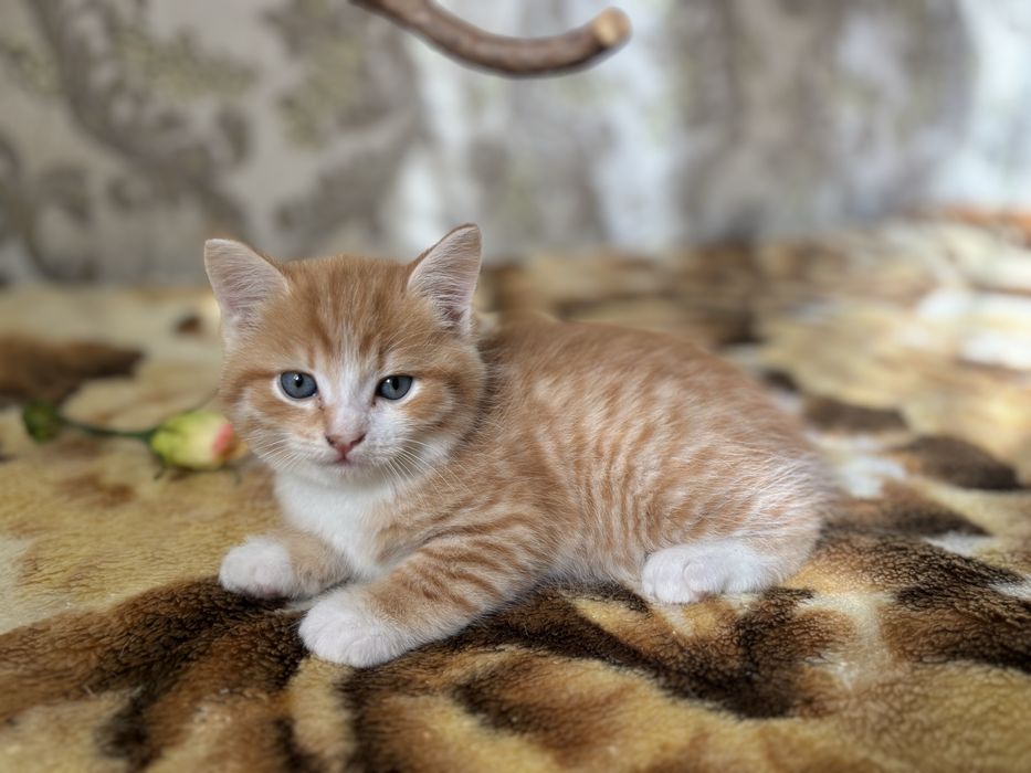 Рыжий котенок ищет новых хозяев
