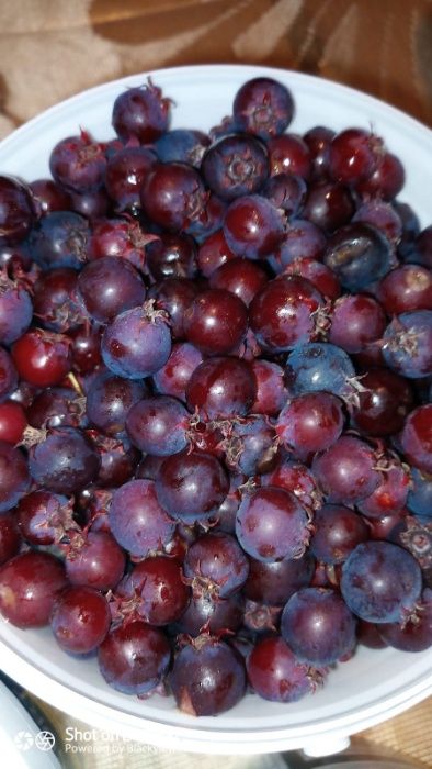 vand afin canadian saskatoon soiul smokey de 3 ani cu fructificare