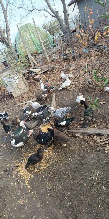 Rate leșești /ratoi