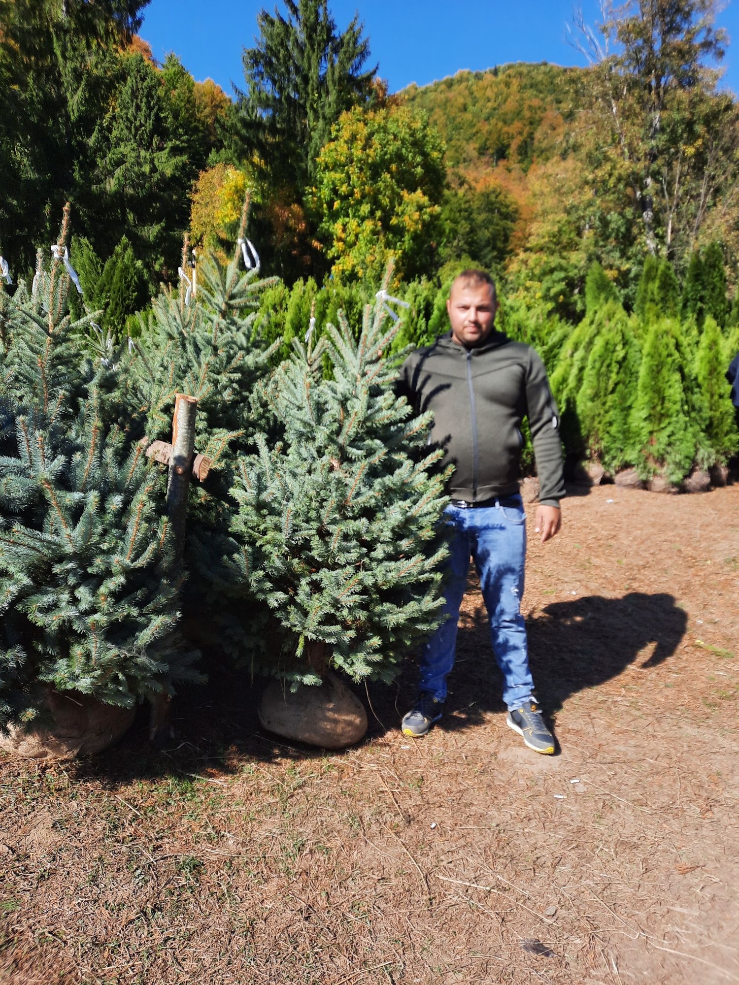 Vindem plante ornamentale  Amenajări grădini de la A la Z