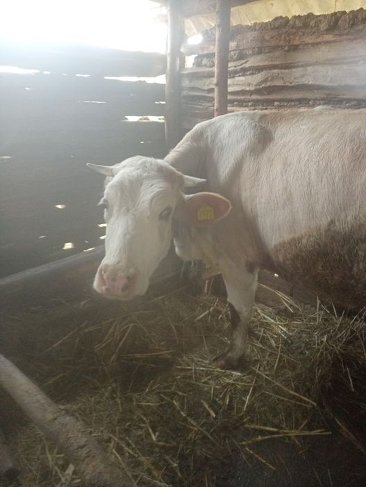 De vânzare trei vaci