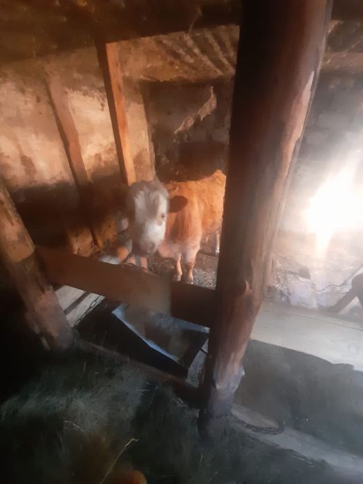 Продам две коровы и быка.