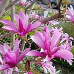 Magnolii la oferta, la ghiveci, diferite soiur, livrare prin curier.