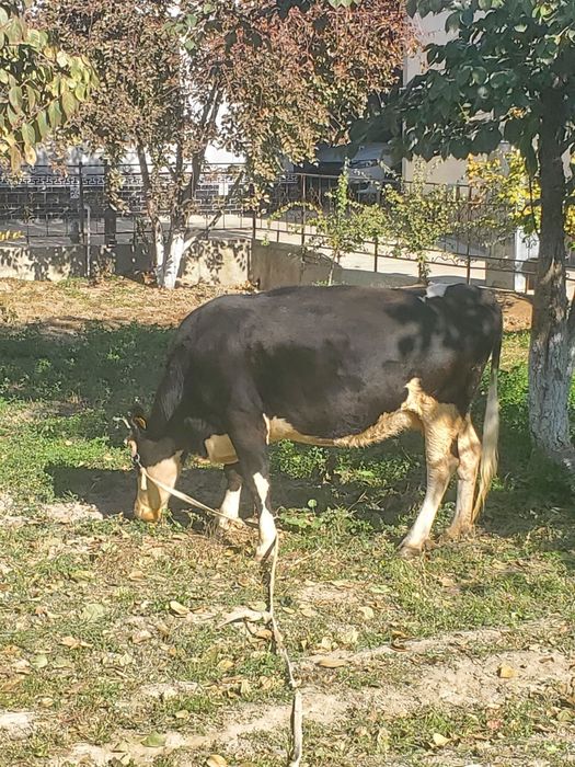 gallanskiy sigir zota toza 25mln