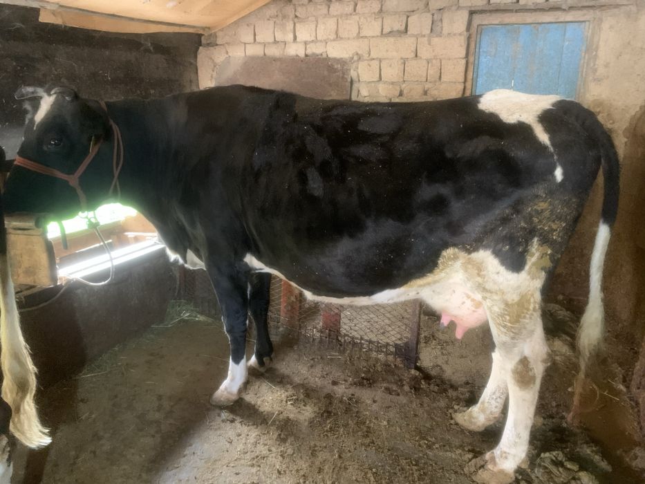 Корова Сииыр сатылады