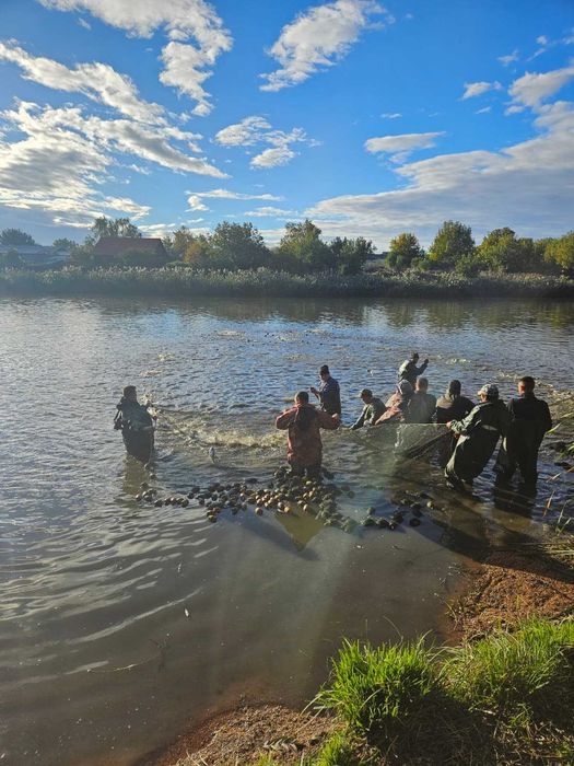 Peste pentru populat bazine vara 2, crap, cteno, sânger, novac, caras